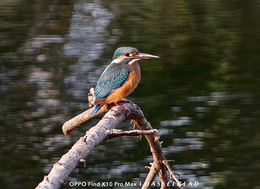 Real-World Performance: Birds, Bugs, and Botanicals
